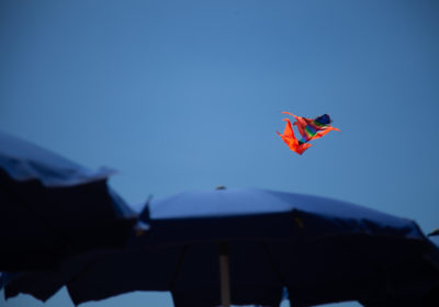 Kite on the bitch